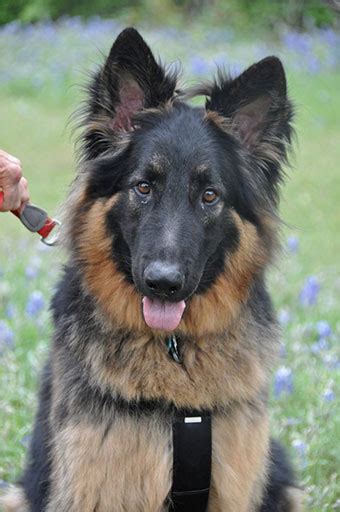 Oso Austin German Shepherd Dog Rescue