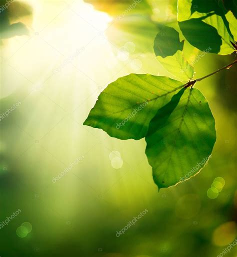 Nature Background Green Leaves And Sunbeams Stock Photo By ©subbotina