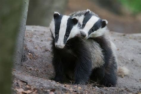 Badger Animal Facts For Kids Characteristics And Pictures