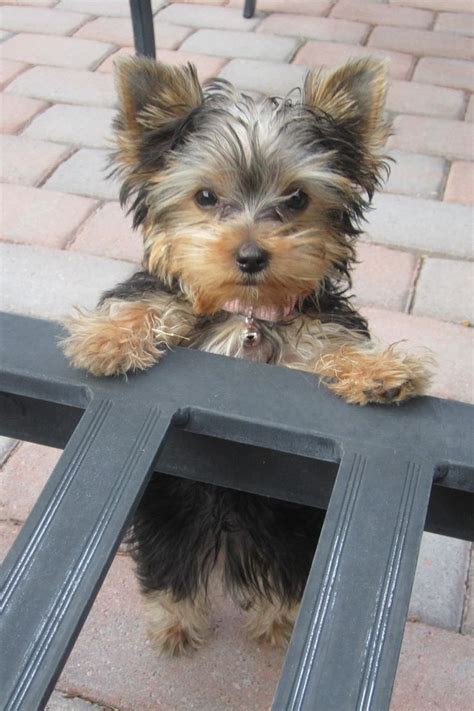 Looking for a yorkiepoo puppy for sale? Yorkie Poo Puppies For Sale In Ky | Top Dog Information