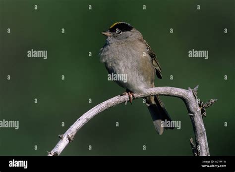 Golden Crowned Sparrow Zonotrichia Atricapilla Stock Photo Alamy