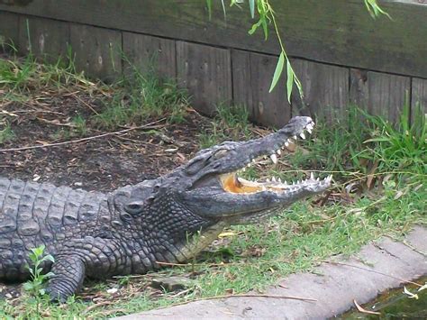 Alligator Adventure Zoochat