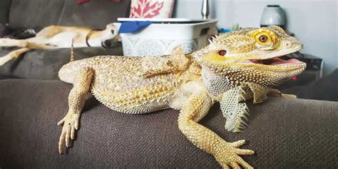 A Practitioners Guide To Bearded Dragons Veterinary Practice News