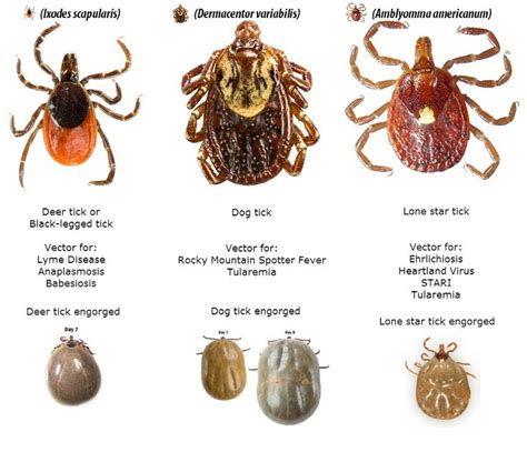 Image Result For Tick Identification Zecche Animali