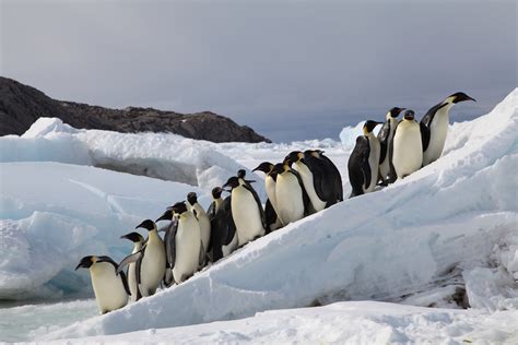 Emperor Penguins Could March To Extinction If Nations Fail To Halt