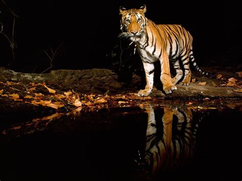Bengal Tiger At Night National Geographic Animals Tiger Pictures