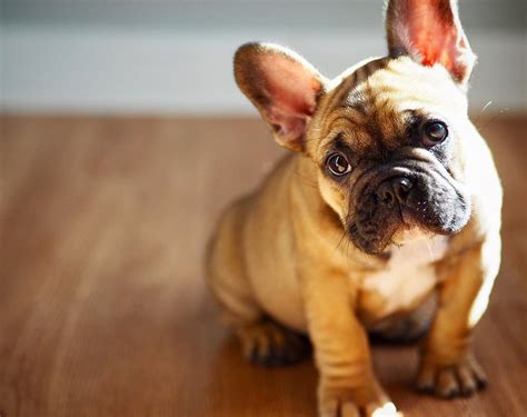 4353 Best French Bulldog Images On Pholder Aww Frenchbulldogs And