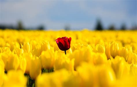 Tulips Flowers Field Yellow Red Single Nature