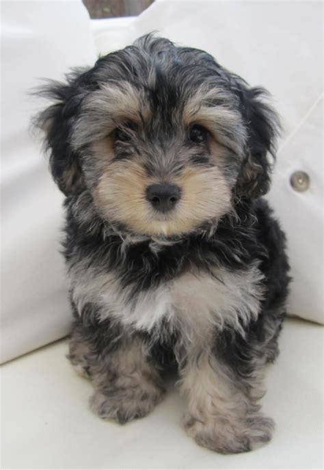 Yorkipoo Weight Pets Lovers