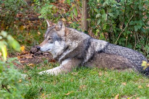Wolf Tierpark Hellabrunn Munich Peter Specht Flickr