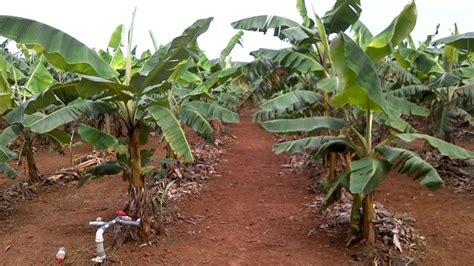 How To Start A Profitable Plantain Farm In Nigeria Pics Agriculture