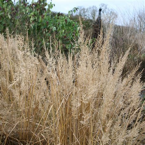 Buy Korean Feather Reed Grass Calamagrostis Brachytricha Delivery By