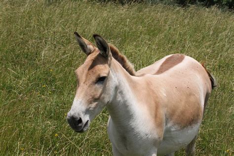 Persian Onager The Wilds Cumberland Oh Jean Flickr