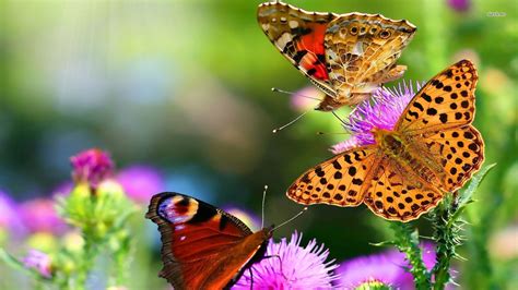 Butterfly Hd Wallpapers Wallpaper Cave