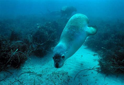 Australian Sea Lion Animals In Nature Pinterest