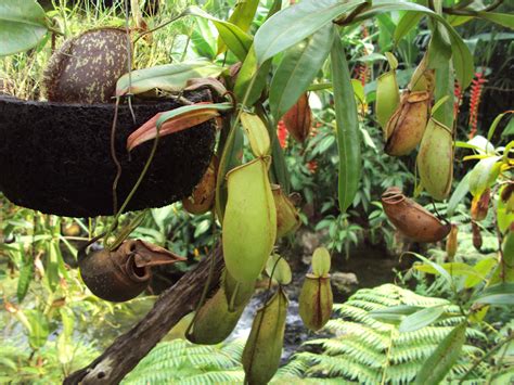 Periuk kera or nepenthes sp. Atuk: PERIUK KERA