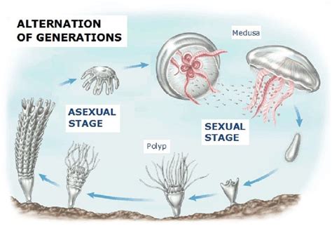 22 Reproducción Sexual En Animales Bilingual Natural Science Ies