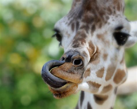 Where To See Giraffes in Africa | Giraffe tongue, Giraffe, Giraffe colors