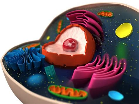 Celula Humana Y Sus Partes Tipos De Celulas Del Cuerpo Humano Celulas