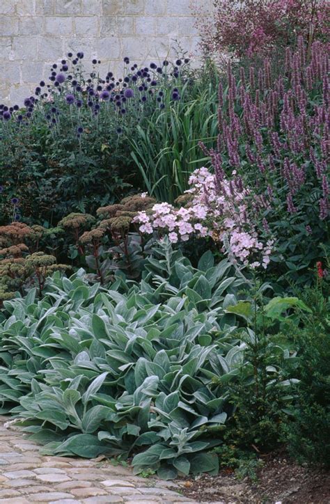 How To Successfully Grow Lambs Ear A Field Guide To Planting Care
