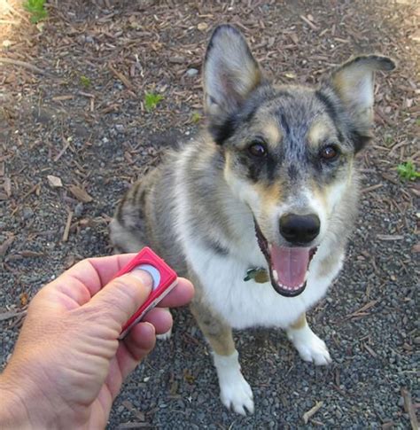 10 Essential Steps For Training Your Dog Clicker Training For Dogs