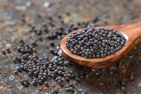 Mustard Seeds As Headache And Joint Pain Remedy Herb For Migraine