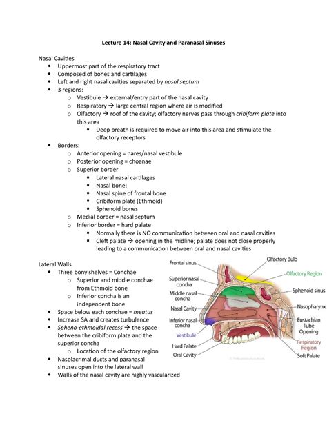 S11 Nasal Cavity Sinuses And Ear Learning Objectives