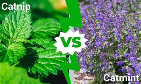 Catnip Vs Catmint Whats The Difference A Z Animals