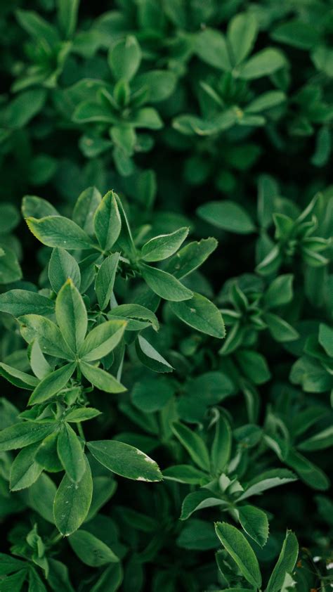 Green Leaves Plants Bush Branches 4k Hd Nature Wallpapers Hd