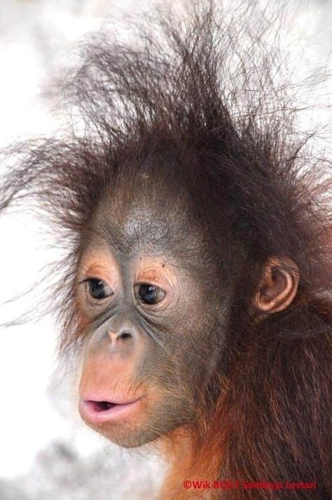 25 Ideas De Monos Graciosos En 2021 Gracioso Monos Divertidos Monos
