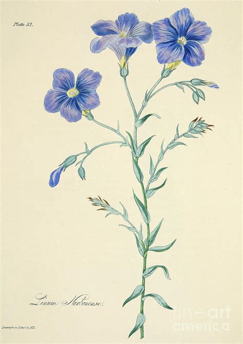Narbonne Blue Flax Drawing By Margaret Roscoe Pixels