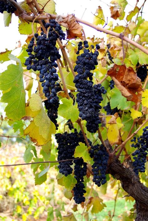 Grenache Grapes Mclaren Vale Stock Photo Image Of Hang Agriculture