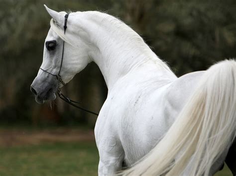 Arabian Horse Beautiful Arabian Horses White Arabian Horse Arabian