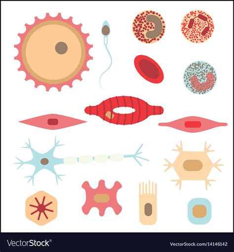 Different Human Cell Types Royalty Free Vector Image