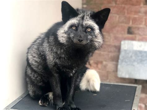 Very Rare Silver Fox Found In Cheshire Garden The Independent The
