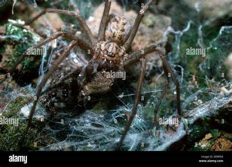 Cobweb Spider Tegenaria Duellica Agelenidae Juvenile Male Feeding On