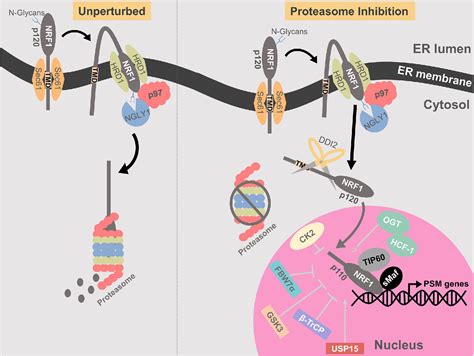 regulation of nrf1 a master transcription factor of proteasome genes implications for cancer
