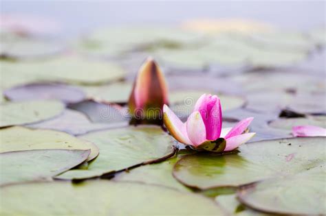 Pink Fresh Open Water Lily Nymphaeaceae On Lake Stock Photo Image