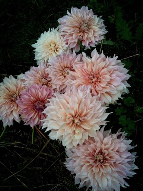 Blog — Clare Day Flowers Dahlia Blommor Växter