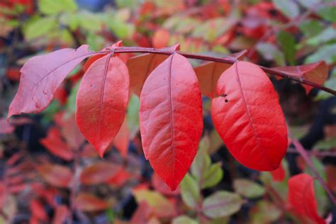 Shining Sumac Fall Colour — Ontario Native Plant Nursery Container