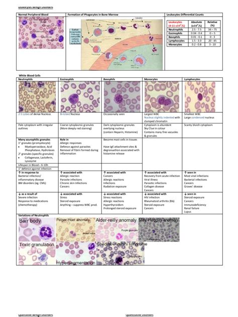 Leukocytes Benign Disorders White Blood Cell Inflammation
