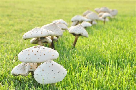 How To Get Rid Of Mushrooms In Lawn 9 Quick Steps To Apply