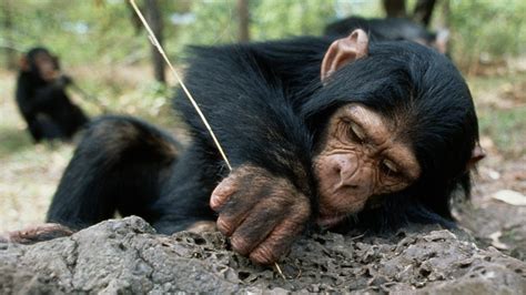 Chimps Choosing Materials Tigtag