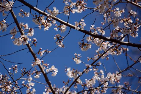Photos 2017 Cherry Blossoms Around Dc Wtop News
