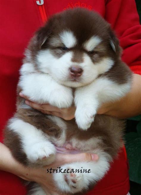 Alaskan Malamute Puppies For Salestrikecanine 111731