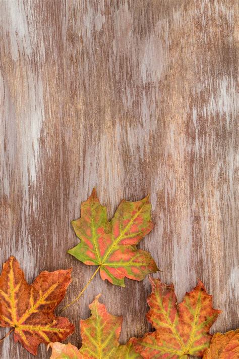 Colorful Fall Leaves On Wood Background Vertical Stock Image Image Of