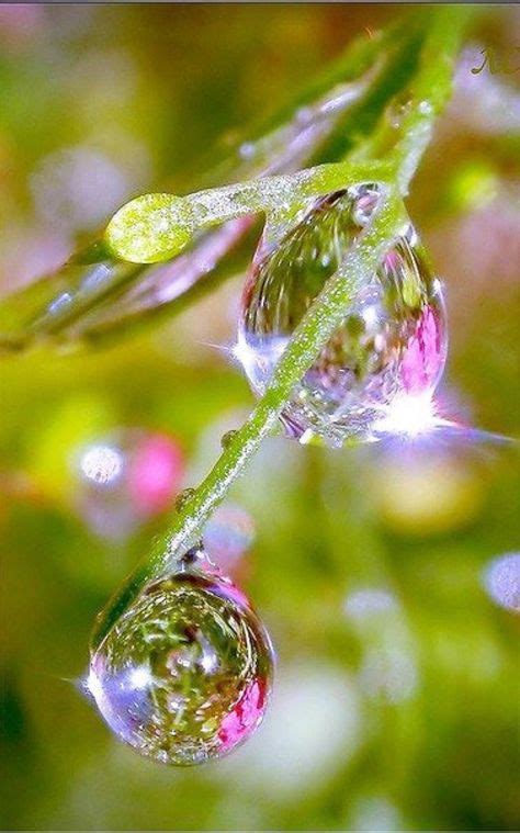 Pin By Wolff Solutions On Plants Dew Drops Water Droplets Nature