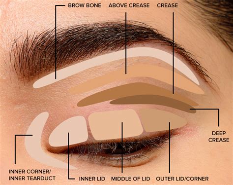 How To Apply Eyeshadow A Beginners Guide — Healthy Passenger