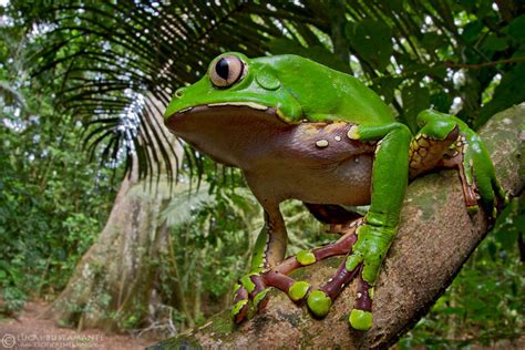 Amazon Rainforest Tree Frog