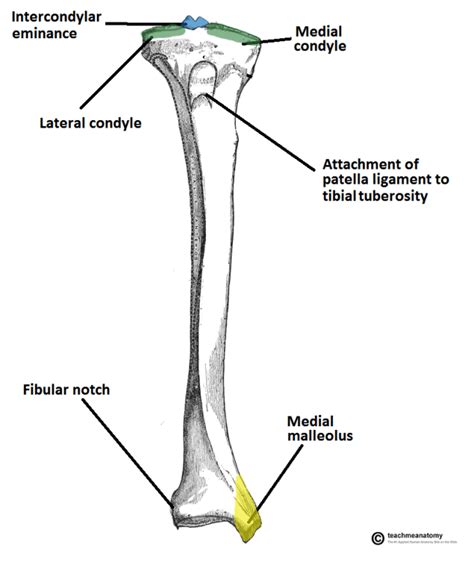 Diagram Of The Tibia